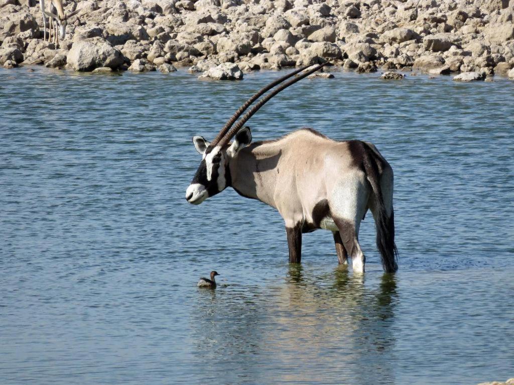 מלון אוקאוקוג'ו Etosha Safari Camp, Etosha National Park, Namibia מראה חיצוני תמונה