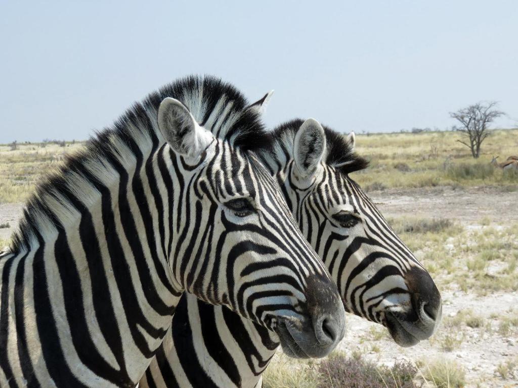 מלון אוקאוקוג'ו Etosha Safari Camp, Etosha National Park, Namibia מראה חיצוני תמונה