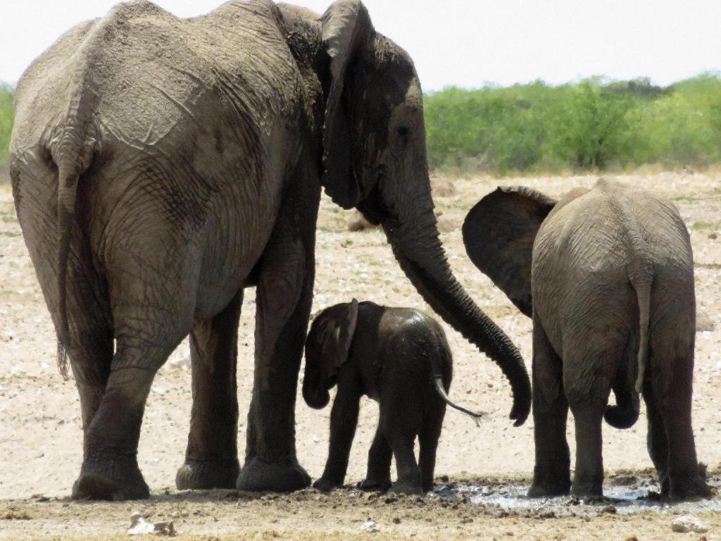 מלון אוקאוקוג'ו Etosha Safari Camp, Etosha National Park, Namibia מראה חיצוני תמונה