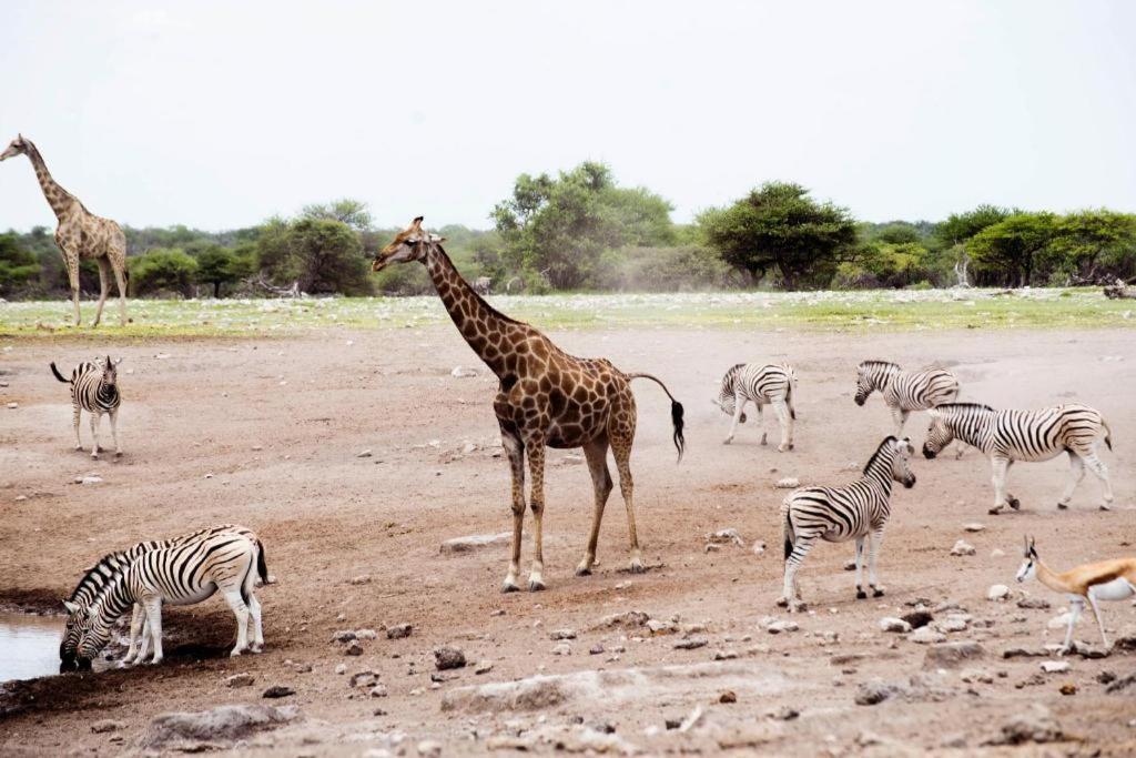 מלון אוקאוקוג'ו Etosha Safari Camp, Etosha National Park, Namibia מראה חיצוני תמונה