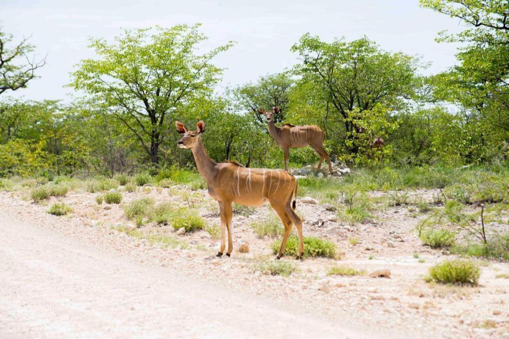 מלון אוקאוקוג'ו Etosha Safari Camp, Etosha National Park, Namibia מראה חיצוני תמונה